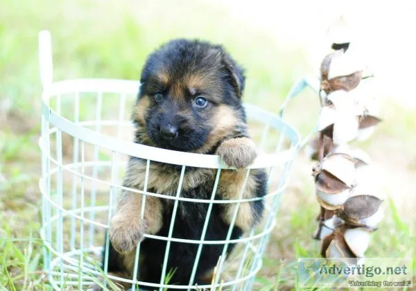lovely german sherpherd puppy