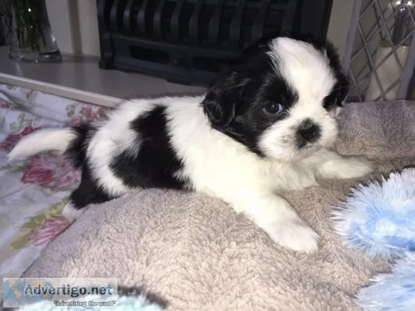 Male and Female shih tzu Puppies For Adoption.
