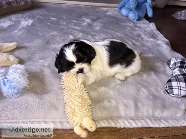 Beautiful little Toy Shih-Tzu male Baby is very playful and lova