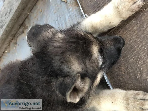AKC German shepherd puppies