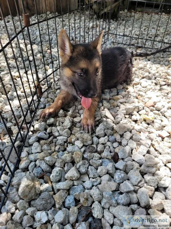 German shepherds