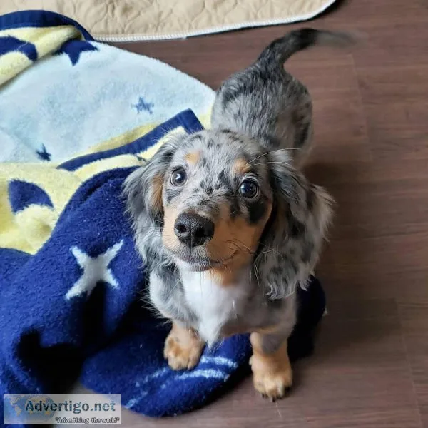 Male And Female Dachshunds Puppies For Adoption.