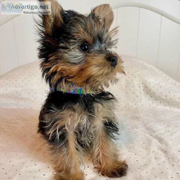 Cute yorkie puppies available