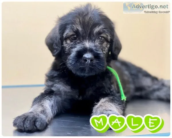 F2B Hypoallergenic Labradoodle Pups- CKC Registered