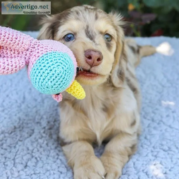 Mini Dachshund Puppies Near Me