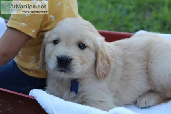 Golden Retriever puppies