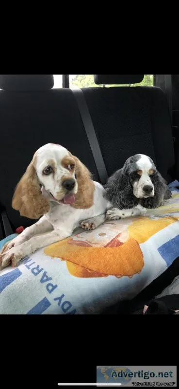 6 yo American Cocker Spaniel