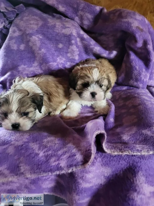 Malt t tzu pups
