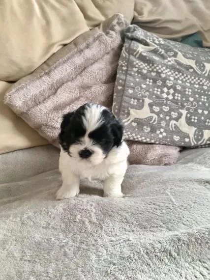 shih tzu puppies for a lovely and happy home.