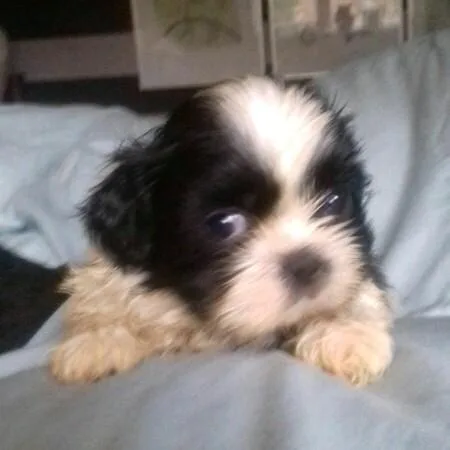Wonderful Shih Tzu Puppies ready