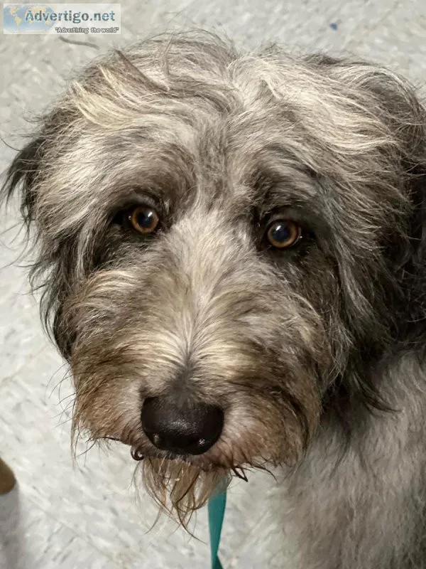 Aussiedoddle Female for Rehoming