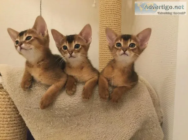 purebred Abyssinian