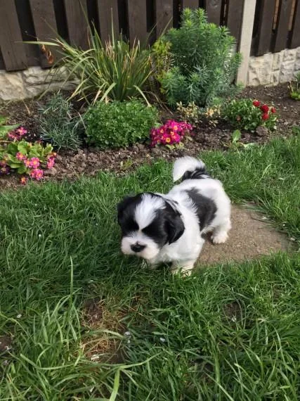 Delighted shih tzu puppies