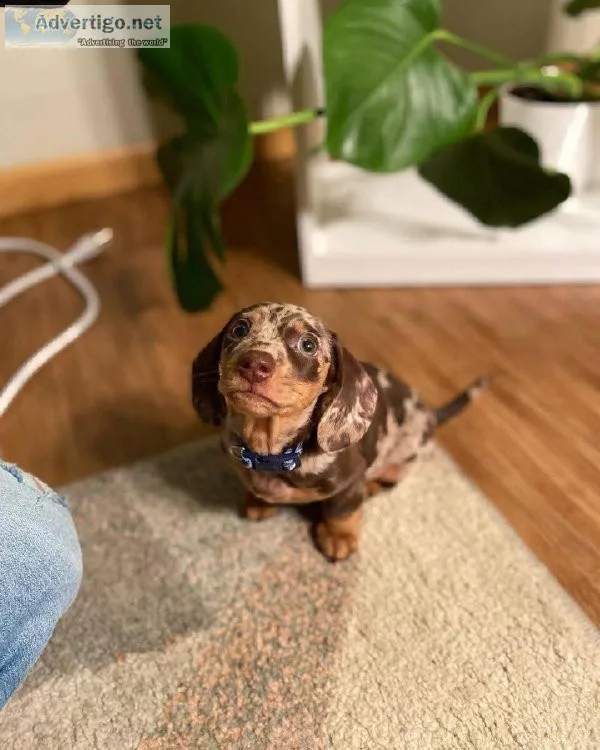 Dachshund Puppies Available For Sale To Good Home.