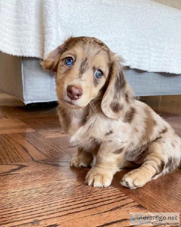 Male And Female Dachshund Puppies