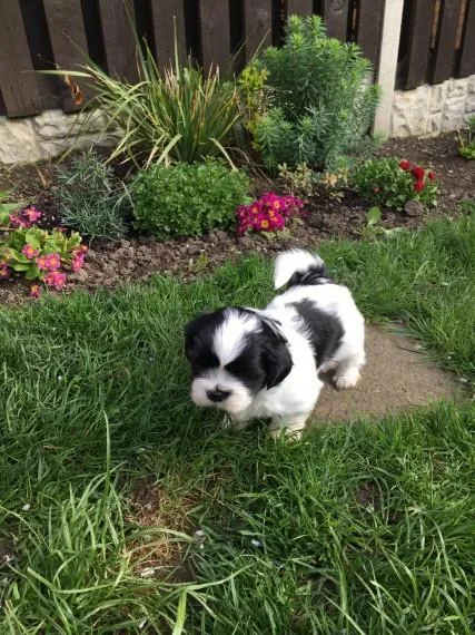 Shih-tzu puppies for sale