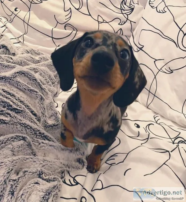 male and female Dachshund puppies
