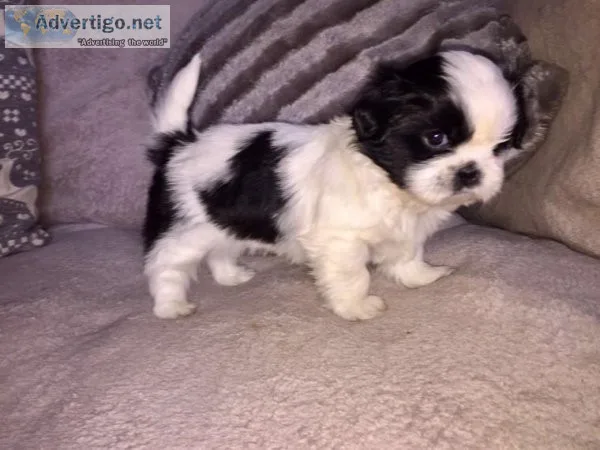 Shih-Tzu Puppies On Adoption