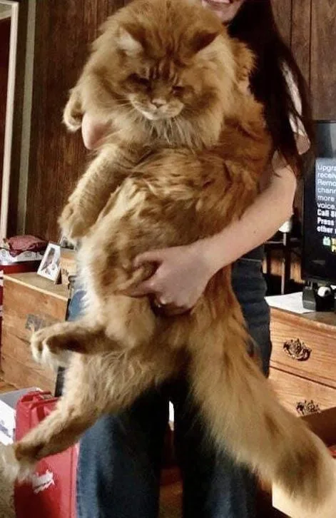 Beautiful European Maine Coon Kittens CFA NY PA