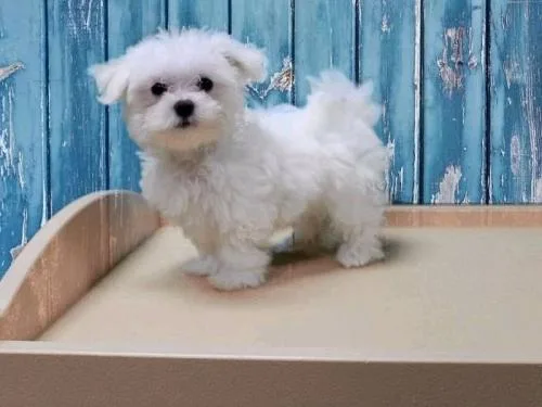 Adorable Outstanding Teacup Maltese Puppies