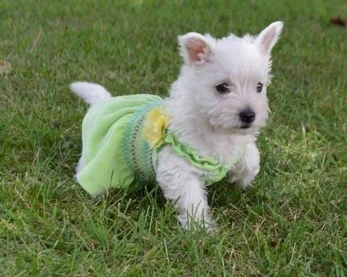 Adorable West Highland White Terrier