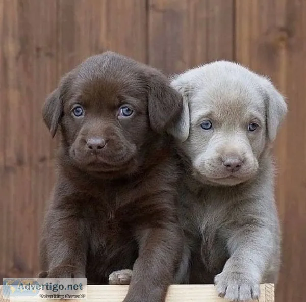 Labrador Retriever Puppies