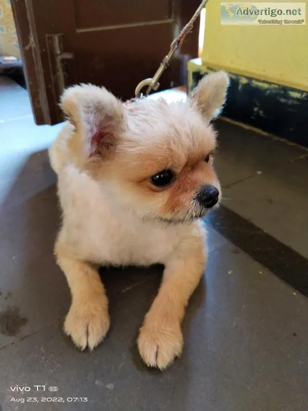 Mini Pomeranian For Sale Female 8 Months Puppy Very Active Puppy