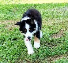 Sweet friendly pup