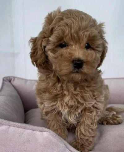 Adorable maltipoo puppies