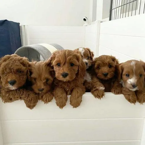 Cavapoo Puppies for Sale