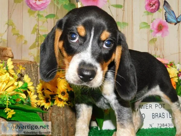 Chicago Beagle Babies. Great with KIDS.