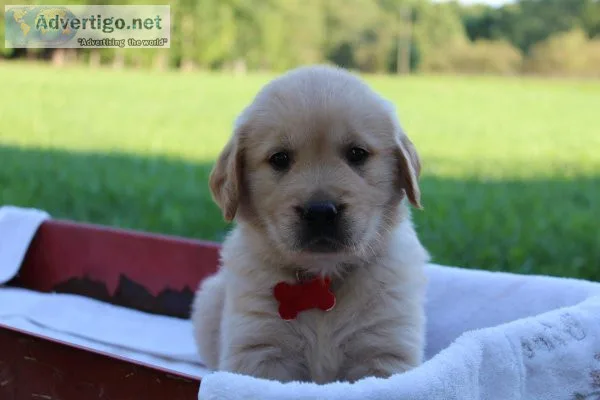 Golden Retriever puppies