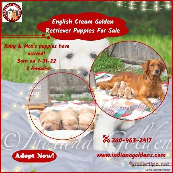 English Cream Golden Retriever Puppies for Sale