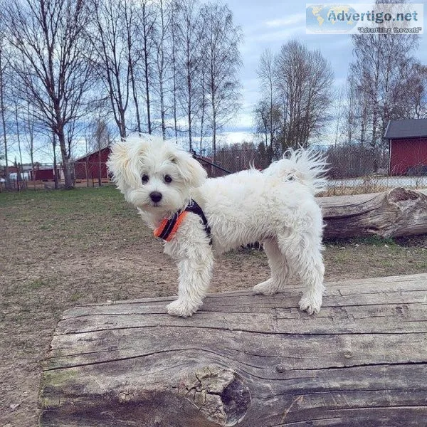 Maltese puppies are very friendly and playful when they are givi