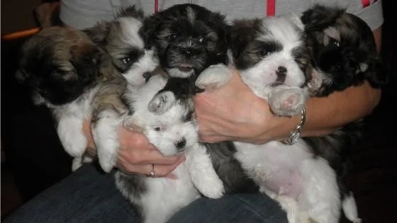 AKC Lhasa Apso Puppies