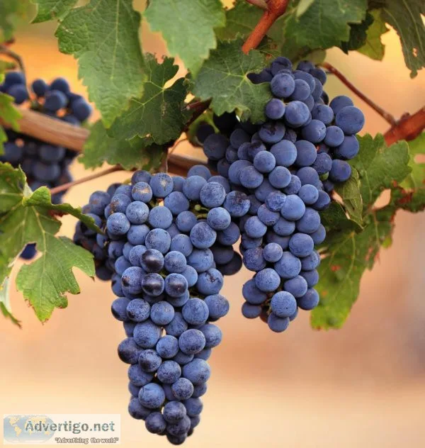 U-Pick Grapes For Sale