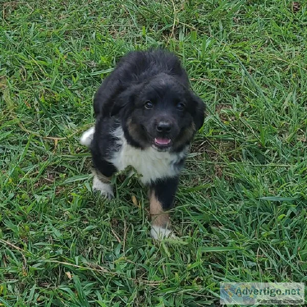Mini Australian Shepherd Daisy