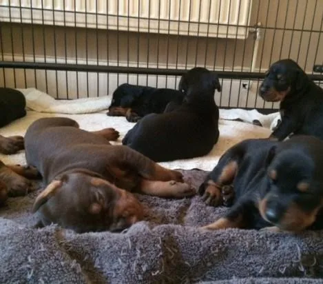 100% Doberman puppies ready now 2 boys 2 girls