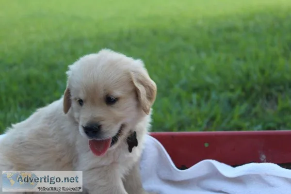 Golden Retriever puppies