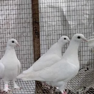 White homing pigeons