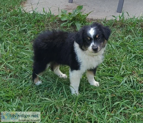 Mini Australian Shepherd Daisy