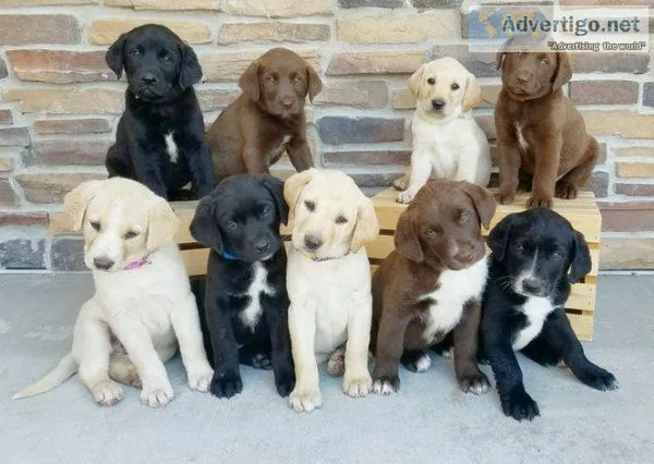 Labrador Retriever puppies