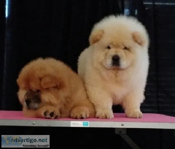 Chow Chow puppies ready now 