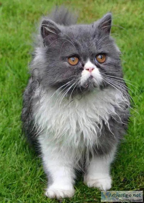 Best Persian cat price Noida