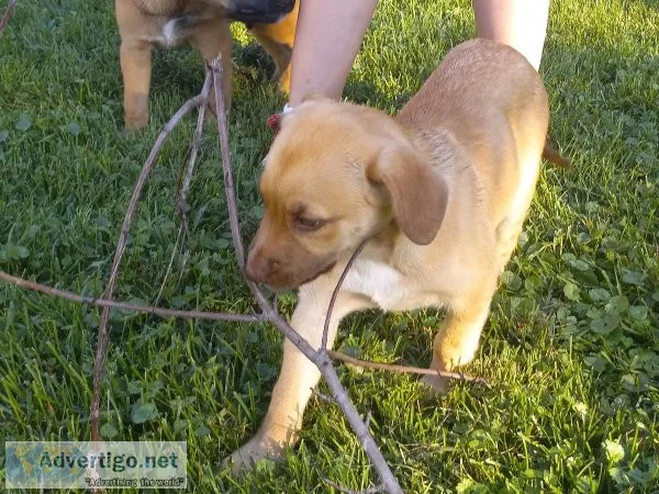 Dutch Shepherd lab puppies for sale