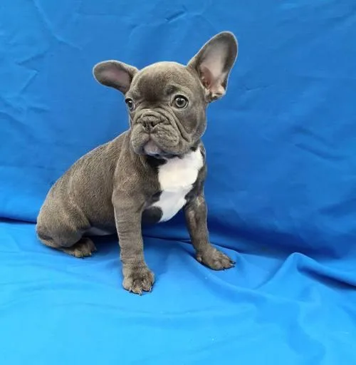 Adorable French Bulldog Puppies Male And Female