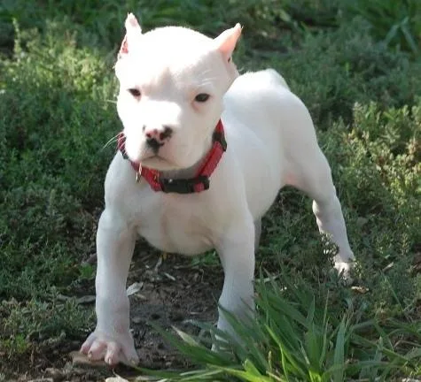 Well Trained Dogo Argentino Puppies Avilable.