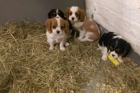 Cavalier King Charles Spaniel puppie