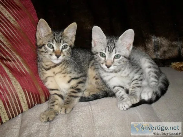 CFA Registered Egyptian Mau Kittens