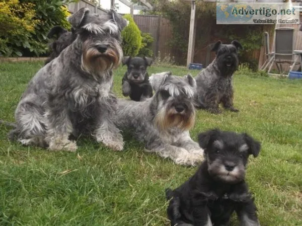 Miniature Schnauzer Puppies